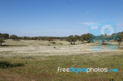 Spring Landscape In Alentejo Stock Photo