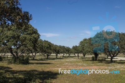 Spring Landscape In Alentejo Stock Photo