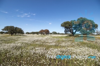 Spring Landscape In Alentejo Stock Photo