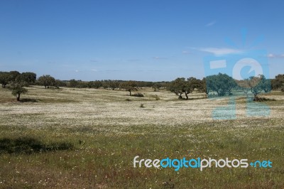 Spring Landscape In Alentejo Stock Photo