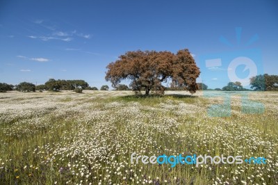 Spring Landscape In Alentejo Stock Photo