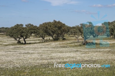 Spring Landscape In Alentejo Stock Photo