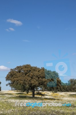 Spring Landscape In Alentejo Stock Photo