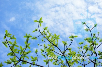 Spring Leaves Stock Photo