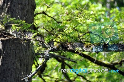 Spring Oak Leaves Stock Photo