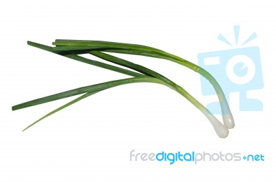 Spring Onion Stock Photo