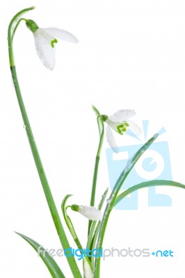 Spring Snowdrops Isolated On White Stock Photo