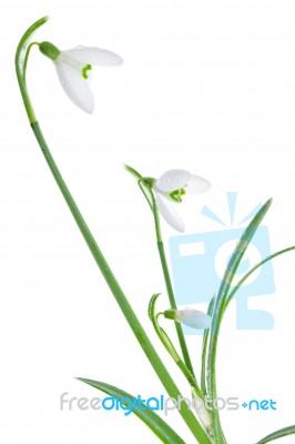 Spring Snowdrops Isolated On White Stock Photo