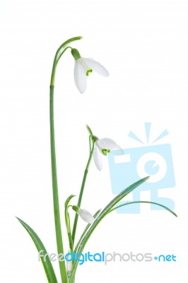 Spring Snowdrops Isolated On White Stock Photo