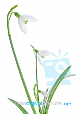 Spring Snowdrops Isolated On White Stock Photo