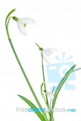 Spring Snowdrops Isolated On White Stock Photo