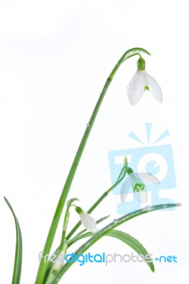 Spring Snowdrops Isolated On White Stock Photo