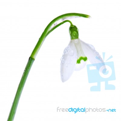 Spring Snowdrops Isolated On White Stock Photo