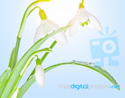 Spring Snowdrops On Sunny Background Stock Photo