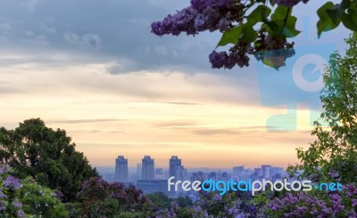 Spring Sunrise Through Lilac Blossoms Stock Photo