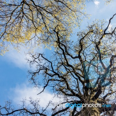 Spring Sunshine Filtering Through The Trees Stock Photo