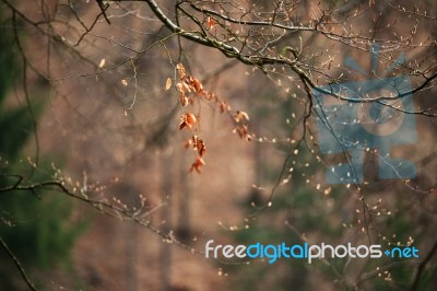 Spring Trees In The Park. April Fresh Leaf Stock Photo