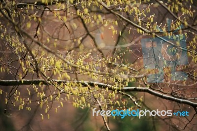 Spring Trees In The Park. April Fresh Leaf Stock Photo