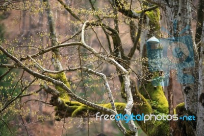 Spring Trees In The Park. April Fresh Leaf Stock Photo