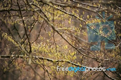 Spring Trees In The Park. April Fresh Leaf Stock Photo