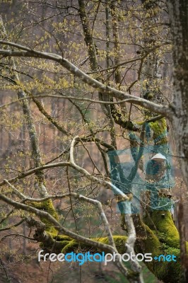 Spring Trees In The Park. April Fresh Leaf Stock Photo