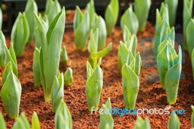 Spring Tulip Bulbs With Green Stems In The Garden Stock Photo