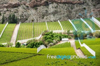 Spring Vineyard. Elqui Valley, Andes Part Of Atacama Desert In T… Stock Photo