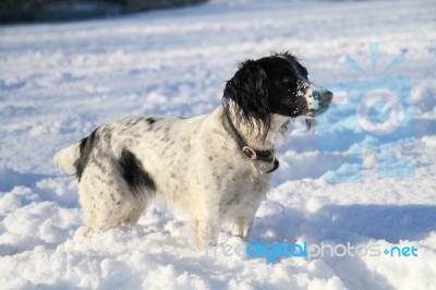 Springer Spaniel In The Snow Stock Photo