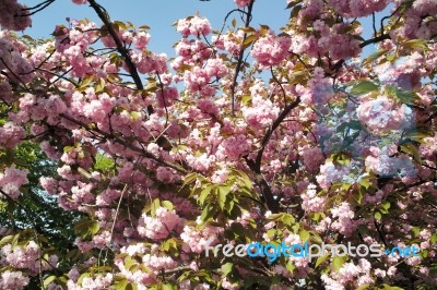 Springtime Stock Photo