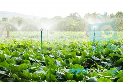 Sprinkler Irrigation In Cauliflower Field Stock Photo