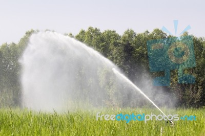 Sprinkler Watering The Grass Stock Photo