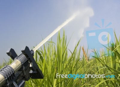 Sprinkler Watering The Grass Stock Photo