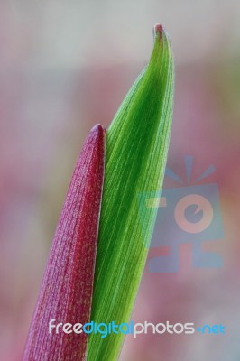 Sprout Of A Eurasian Solomon's Seal Stock Photo