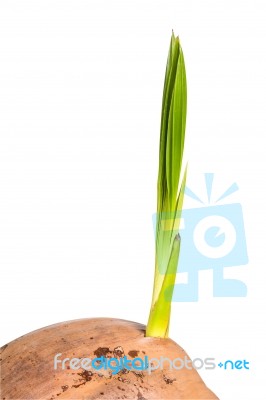 Sprout Of Coconut Tree Stock Photo