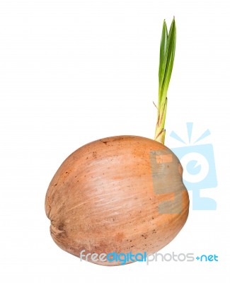 Sprout Of Coconut Tree Stock Photo