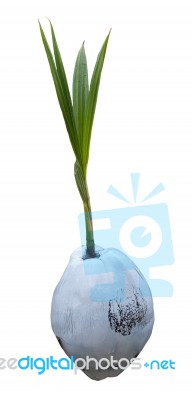 Sprout Of Coconut Tree Isolated On White Background Stock Photo