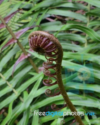 Sprout Of Fern Stock Photo