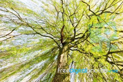 Sprouting Willow Tree In Spring Season Stock Photo