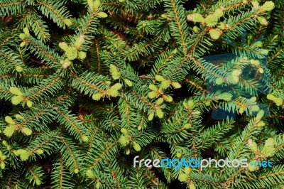 Spruce Spherical Stock Photo