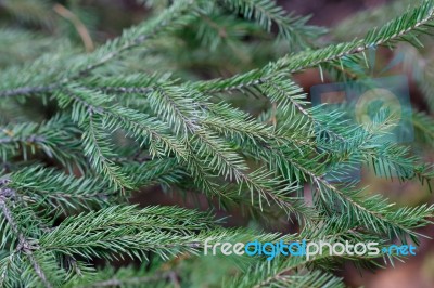 Spruce Tree Close-up Stock Photo