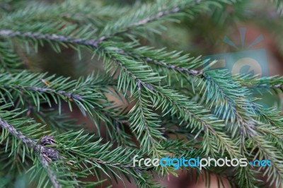 Spruce Tree Close-up Stock Photo