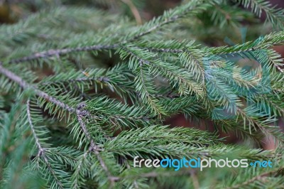 Spruce Tree Close-up Stock Photo