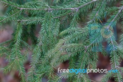 Spruce Tree Close-up Stock Photo