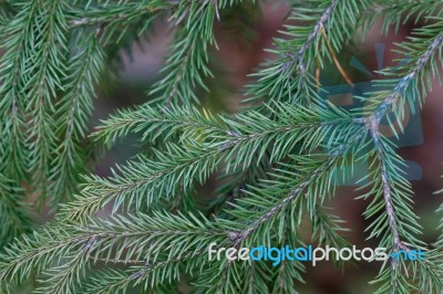 Spruce Tree Close-up Stock Photo