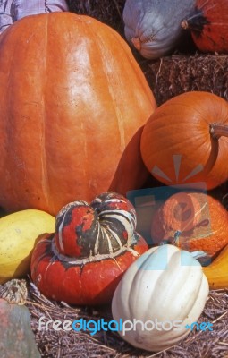 Squash Stock Photo