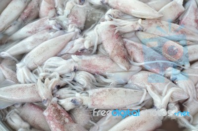 Squid Stock Photo