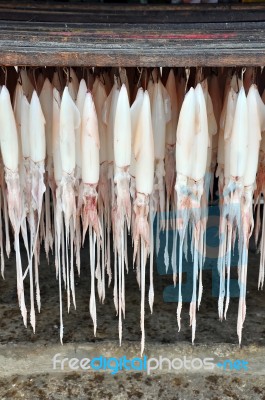 Squid Hanging Stock Photo