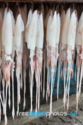 Squid Hanging Stock Photo