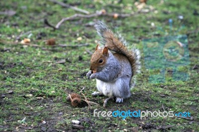 Squirrel Stock Photo