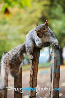 Squirrel Stock Photo